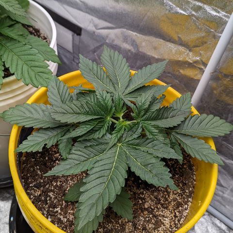 Meat Apple #1 growlog timeline photo