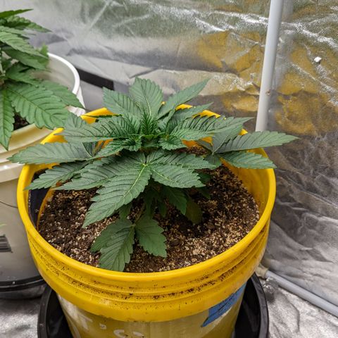 Meat Apple #1 growlog timeline photo