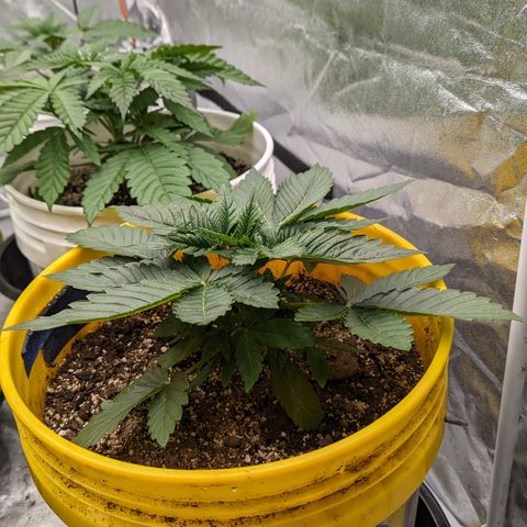 Meat Apple #1 growlog timeline photo