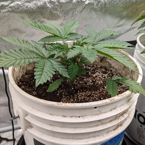 Black Diamond #2 growlog timeline photo