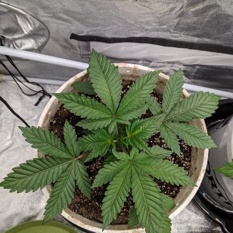 Black Diamond #2 growlog timeline photo
