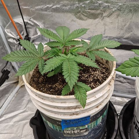 Black Diamond #2 growlog timeline photo