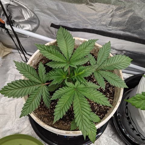 Black Diamond #2 growlog timeline photo