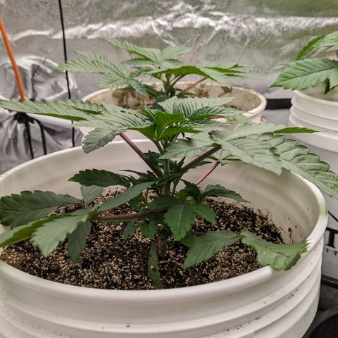 Black Diamond #1 growlog timeline photo