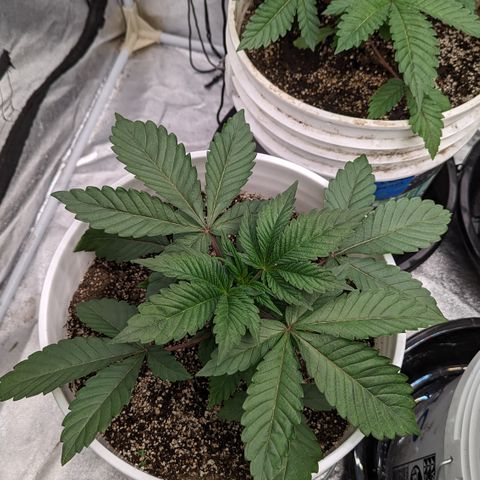 Black Diamond #1 growlog timeline photo