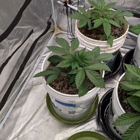 Black Diamond #1 growlog timeline photo