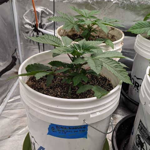 Black Diamond #1 growlog timeline photo