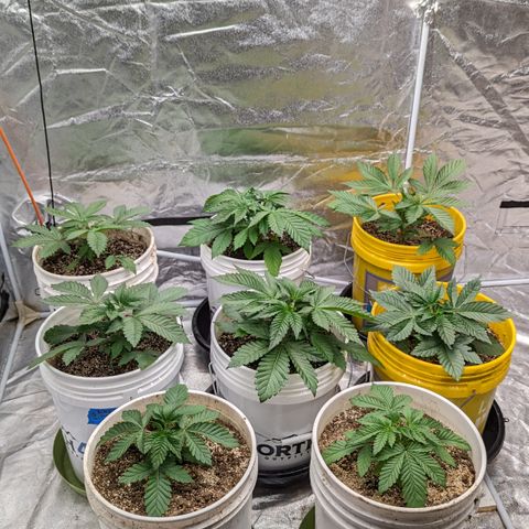 Meat Apple #1 growlog timeline photo