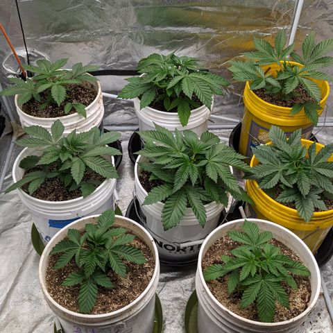 Meat Apple #1 growlog timeline photo