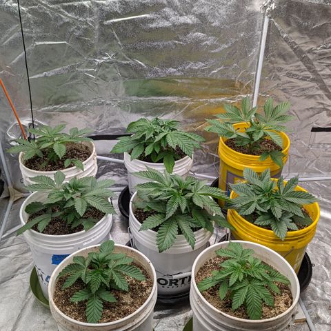 Meat Apple #1 growlog timeline photo