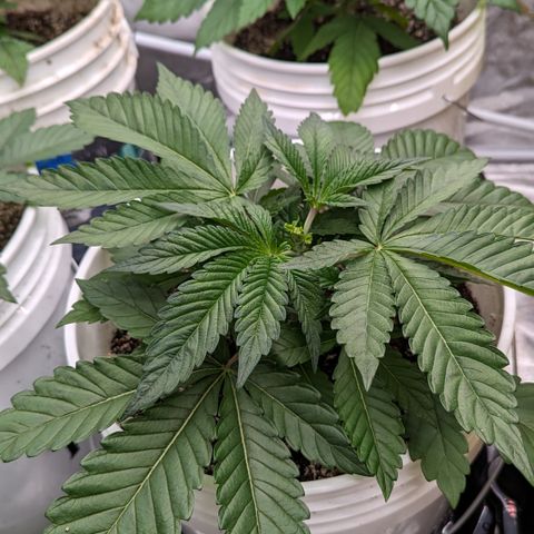 EAB #1 growlog timeline photo