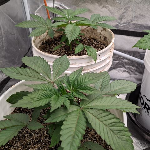 Black Diamond #1 growlog timeline photo
