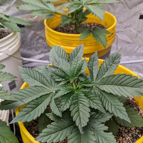 Meat Apple #1 growlog timeline photo