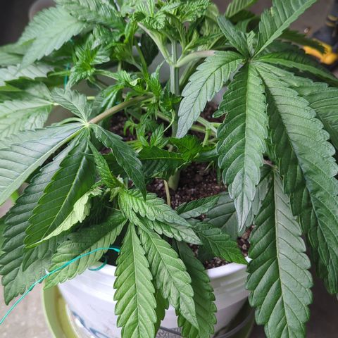 EAB #1 growlog timeline photo