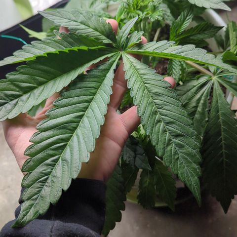 EAB #1 growlog timeline photo