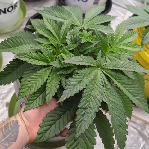 EAB #1 growlog timeline photo