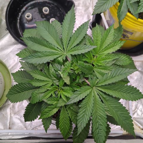 EAB #1 growlog timeline photo