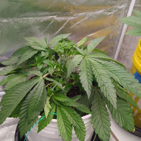 EAB #1 growlog timeline photo