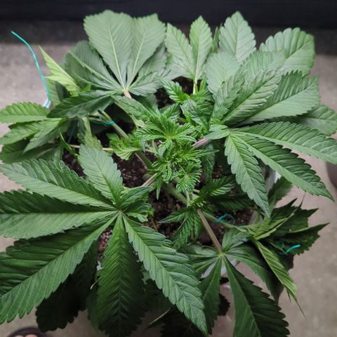 EAB #1 growlog timeline photo