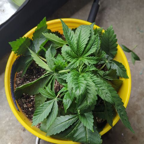 Meat Apple #1 growlog timeline photo