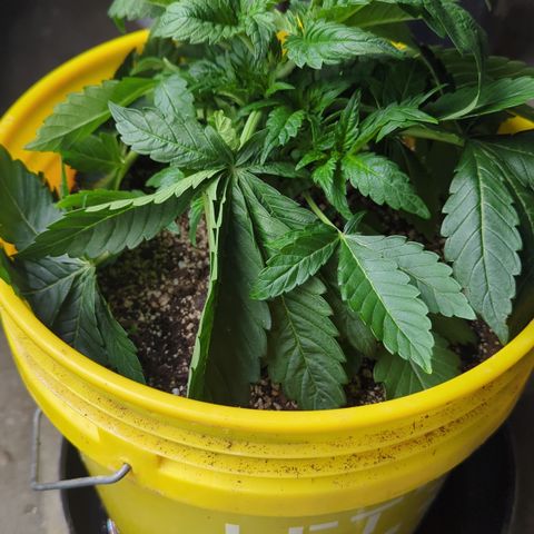 Meat Apple #1 growlog timeline photo