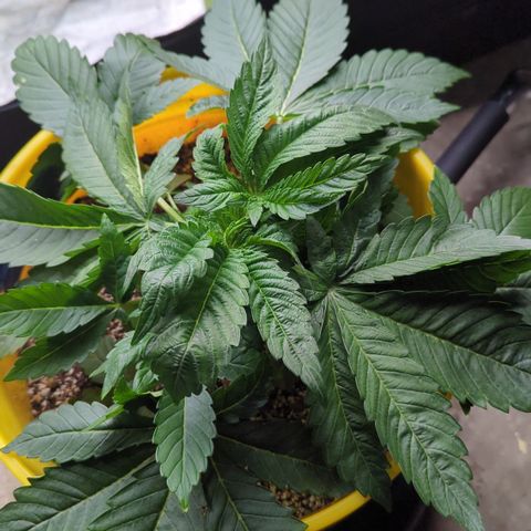 Meat Apple #1 growlog timeline photo