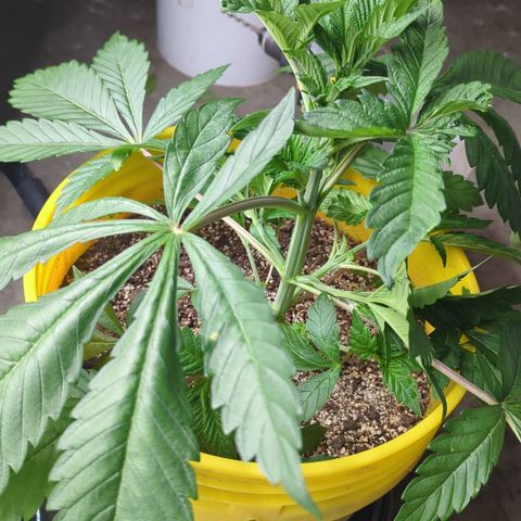 Meat Apple #2 growlog timeline photo