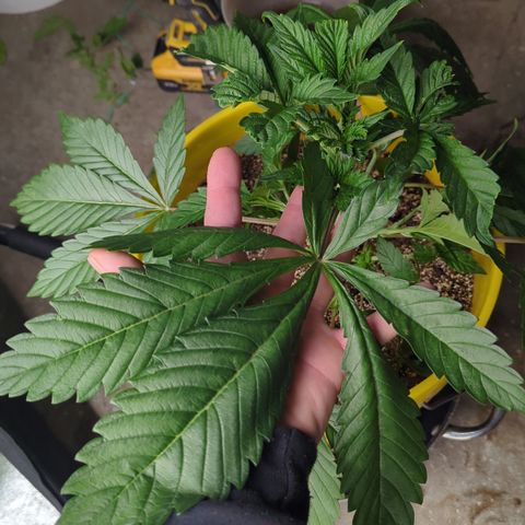 Meat Apple #2 growlog timeline photo