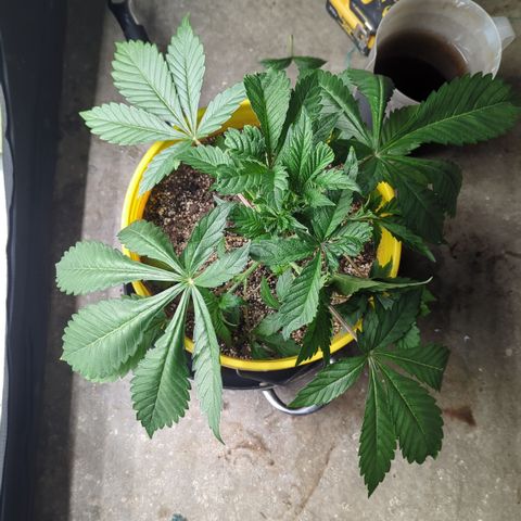 Meat Apple #2 growlog timeline photo