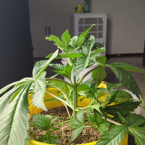 Meat Apple #2 growlog timeline photo