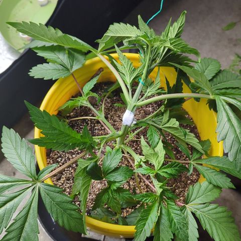 Meat Apple #2 growlog timeline photo