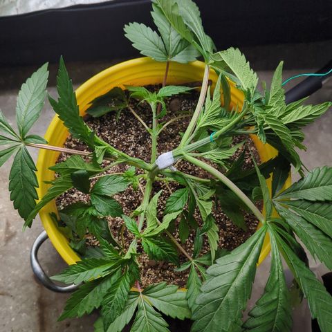 Meat Apple #2 growlog timeline photo