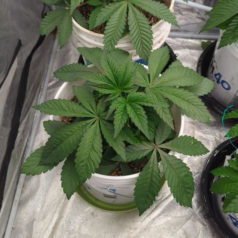 Black Diamond #1 growlog timeline photo
