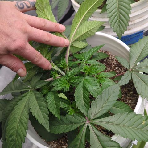 Black Diamond #1 growlog timeline photo