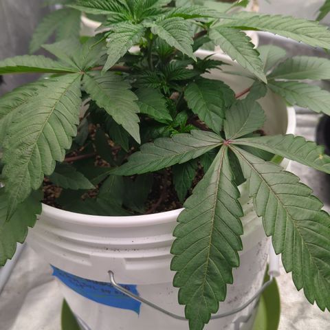 Black Diamond #1 growlog timeline photo