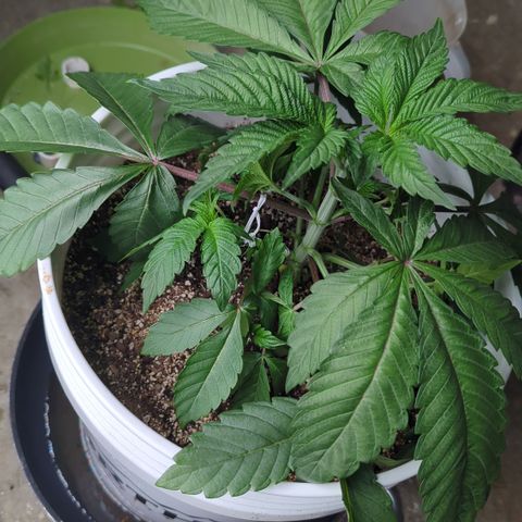 Black Diamond #1 growlog timeline photo
