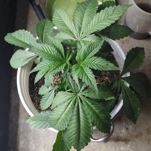 Black Diamond #1 growlog timeline photo