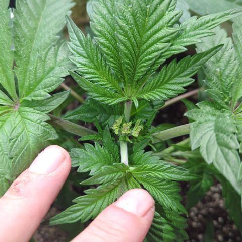 Black Diamond #2 growlog timeline photo