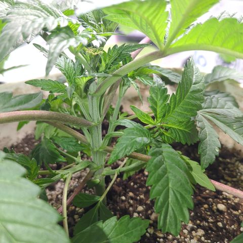 Black Diamond #2 growlog timeline photo