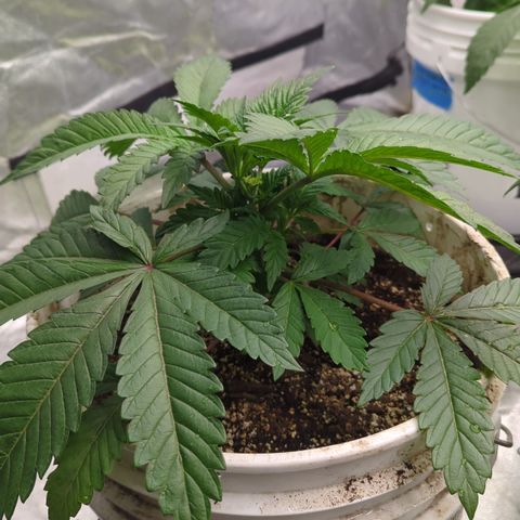 Black Diamond #2 growlog timeline photo