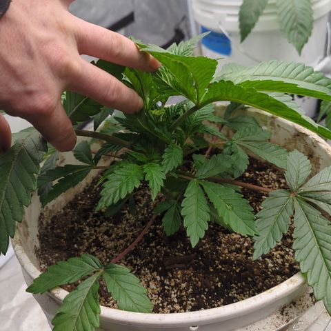 Black Diamond #2 growlog timeline photo