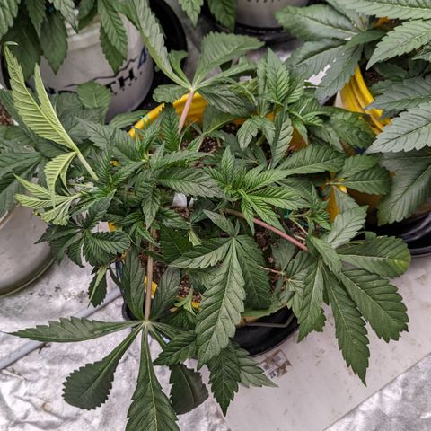 Meat Apple #2 growlog timeline photo