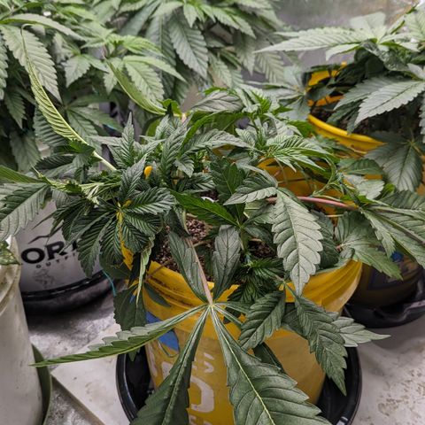 Meat Apple #2 growlog timeline photo