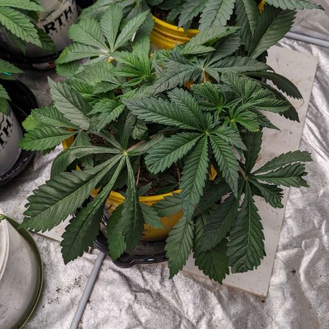 Meat Apple #2 growlog timeline photo