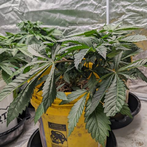 Meat Apple #2 growlog timeline photo
