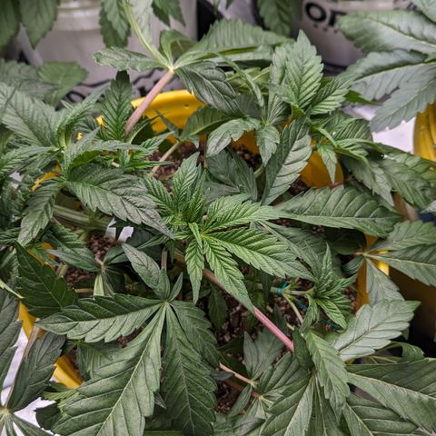 Meat Apple #2 growlog timeline photo