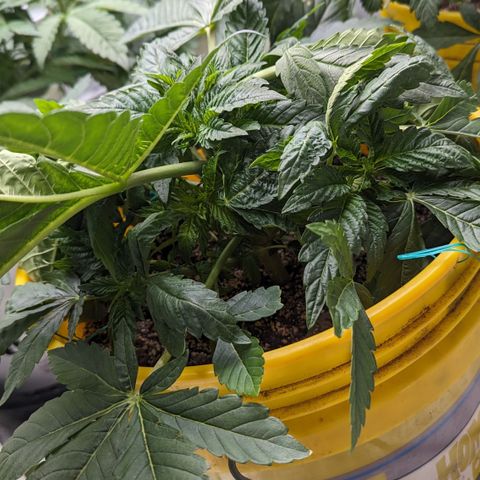Meat Apple #1 growlog timeline photo
