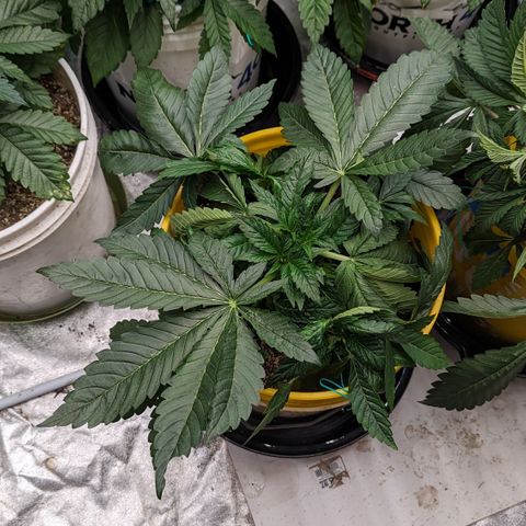 Meat Apple #1 growlog timeline photo
