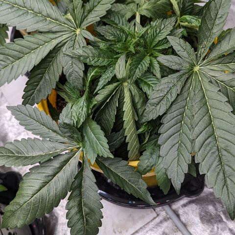 Meat Apple #1 growlog timeline photo