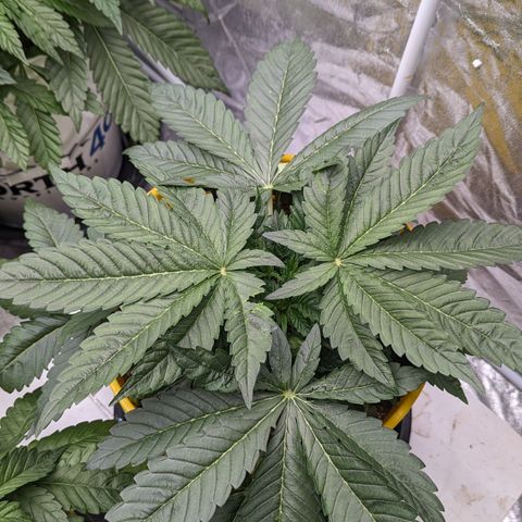 Meat Apple #1 growlog timeline photo